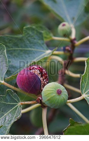 The Fruits Of Figs (ficus Carica) Ripen On The Tree. Selective Focus. Corsica, France