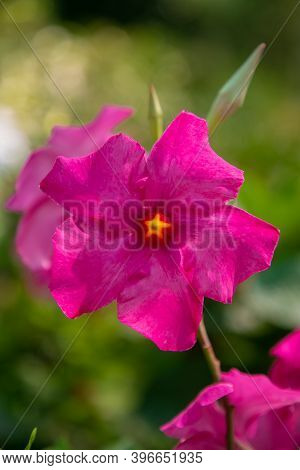Purple Dipladenia Flower In Greenhouse. Flowering Plant In Garden. Closeup, Vertical Shot. Nature Or