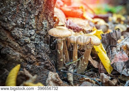 Several Mushrooms Honey Fungus In Meadow In The Autumn Forest Among Fallen Leaves At Sunset