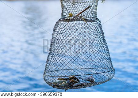 Fish Catch In A Net Box. Fishing Hobby And Leisure. Silent Hunting