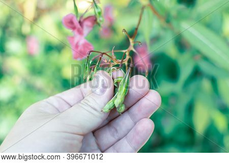 Himalayan Balm In Hand Close Up Photo. Policeman Helmet Plant, Bobby Tops, Invasive Asian Plant Spec
