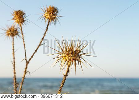 A Closeup Of Dry Thistles In Ayia Napa Coast In Cyprus, Wild Artichoke, Blue Sky And Sea Blurred Bac