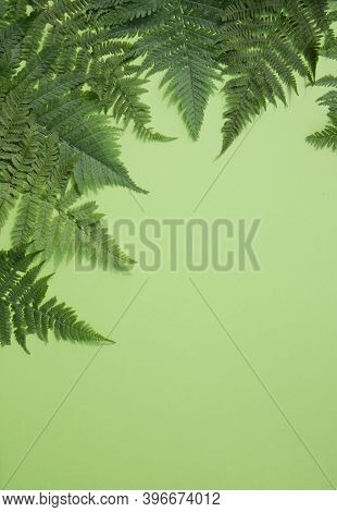 Fern Leaves Lie Around A Green Background. Vertical Orientation