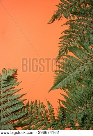 Natural Fern Leaves On An Orange Background . A Place For The Space Mine. Vertical Orientation
