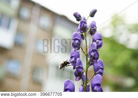 Blue Aconite Flower With A Bumblebee Flying Towards It Close-up On Blurred Urban Background