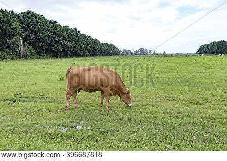 Cows Grazing At The Green Fresh Meadow In Usedom