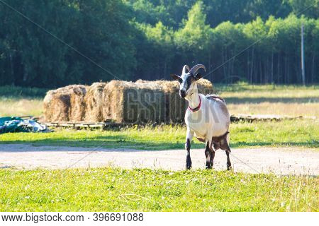 A Milch Goat Stands Against The Background Of Hay Harvested By Farmers
