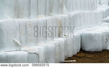 Silage Hay Bales Wrapped In White Plastic, Stacked On Top Of Each Other.