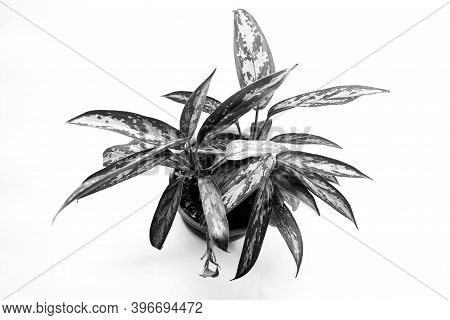 Monochrome Image,  Houseplant  On Plastic Pot ( Dieffenbachia) Isolated On White Background.