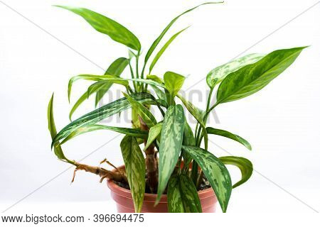 Green Houseplant  On Plastic Pot ( Dieffenbachia) Isolated On White Background.