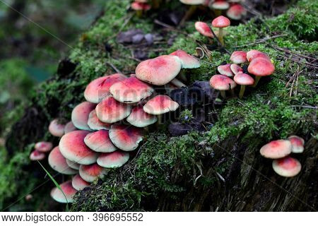 Many Dangerous Inedible Mushrooms Grow On A Tree Stump In A Forest. Poisonous Mushrooms, Hazardous T