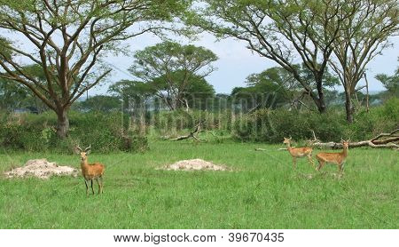Uganda Kobs nella savana africana
