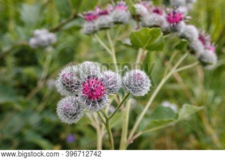 Arctium Lappa, Greater Burdock. Blooming Medicinal Plant Burdock. Burdock Flower.
