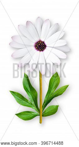 Offbeat Chamomile Flower. Composition Of White Chamomile With A Blue Core And Peony Leaves. Art Obje