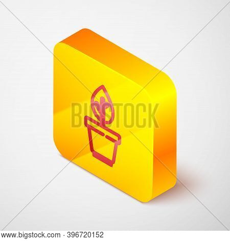 Isometric Line Plant In Pot Icon Isolated On Grey Background. Plant Growing In A Pot. Potted Plant S