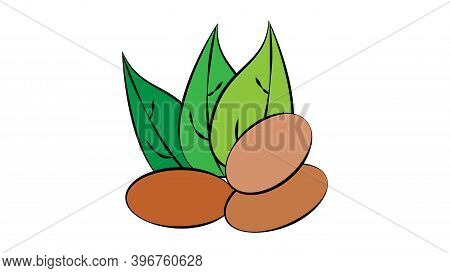 Nuts On A White Background, Vector Illustration. Nuts Lie On The Ground, Under Green Oblong Leaves. 