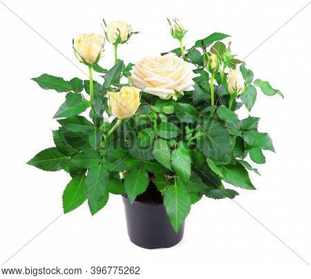 Yellow Rose In A Pot Isolated On A White Background. Gardening. House Plant