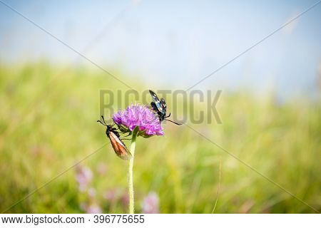 Scarlet Tiger Moth On Clover Flower Close Up. Nature Background