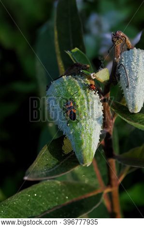 A Black And Orange Milkweed Bug On A Green Unripe Milkweed Pod