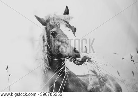 Young Mini Pony Horse In Black And White