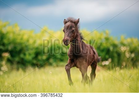 Young Mini Pony Horse On A Green Meadow