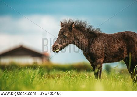 Young Mini Pony Horse On A Green Meadow