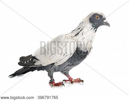 Danish Suabian In Front Of White Background