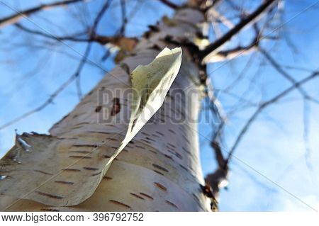 Peeling Birch Bark - Selective Focus  .  Birch Trunk Close-up, Bottom View