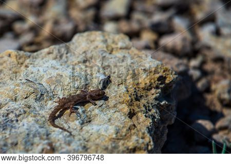Even-fingered Gecko Genus Alcophyllex Or Squeaky Gecko In Wild Nature.