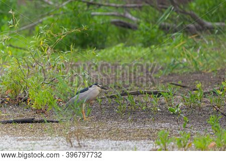 Black-crowned Night Heron Or Nycticorax Nycticorax On A Lake.