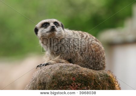 Meercat