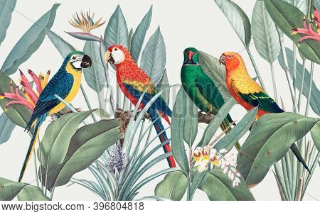 Colorful macaws with tropical background illustration