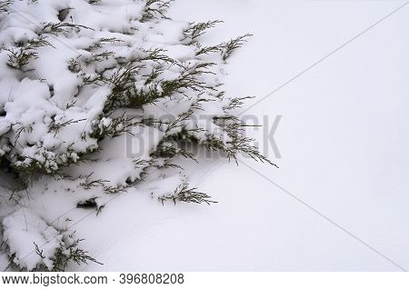 Snow-covered Bush In Winter. Christmas Time. Copy Space