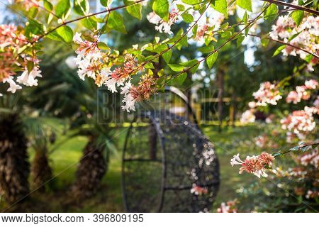 Beautiful Garden With Blossom Flowers And Suspention Chair Summer View.