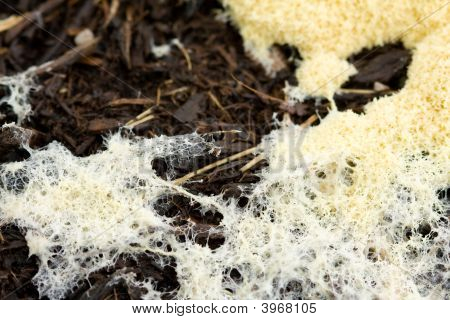 Slime Mold