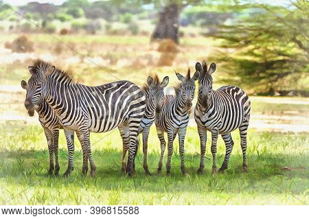 Zebra, Equs Burchelli In African Savannah East Africa Tanzania