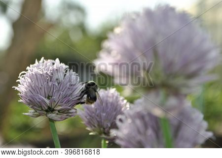 Close-up Of A Bee Collecting Pollen On A Purple Flower. Decorative Bow Close-up. Close-up Of Decorat