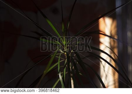 Indoor Plant. The Palm Tree Grows At Home. Plant In A Dark Room. Home Plant Care.