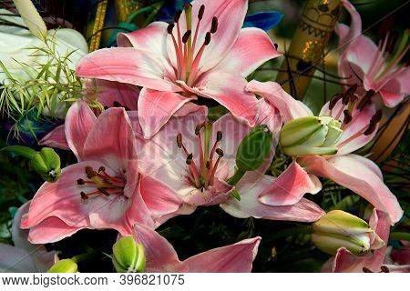 Bunch Of Pink Stargazer Lily Flowers And Buds At Republic Day Horticultural Show In Lalbagh Botanica