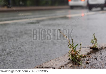 Grass Sprouting Through Cracks In The Asphalt On The Side Of The Road In The City Center During Rain