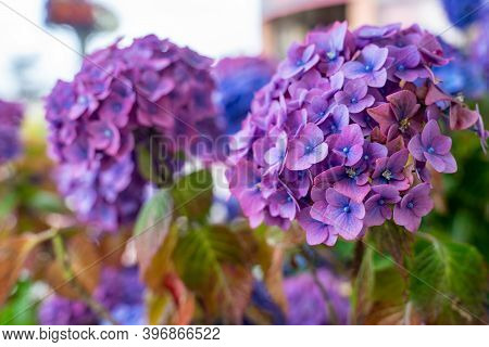 Purple Hydrangea Flowers, In Selectie Focus, In Summer