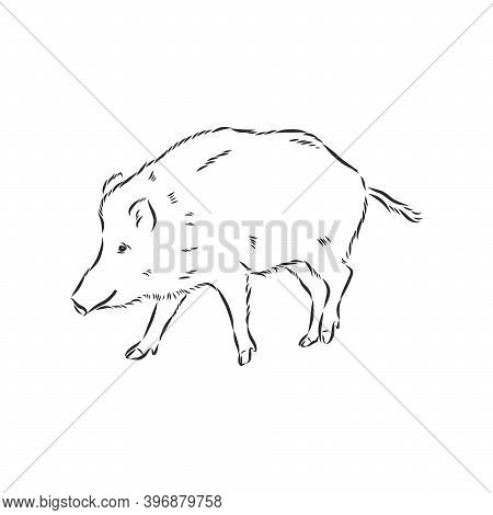 Sketch Grunge Wild Boar In The Profile.stock Vector Illustration., Wild Boar Vector Sketch Illustrat