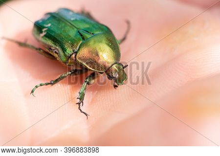 Jacket Of Roses Or Green Roses (cetonia Aurata) In The Palm Of Your Hand