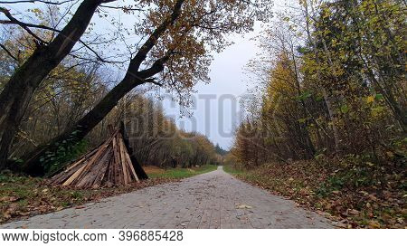 Autumn Forest.
All The Colors Of Autumn Leaves In The Forest.
