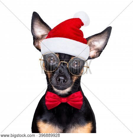 Christmas Prague Ratter , Prager Rattler Santa Claus  Dog With Present  Holiday Gift Box ,isolated O