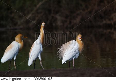 Cattle Egret Are Looking For Food In The Riverbank