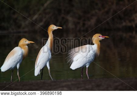 Cattle Egret Are Looking For Food In The Riverbank