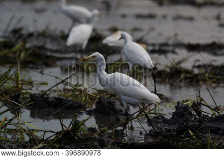 Cattle Egret Are Looking For Food In The Fields