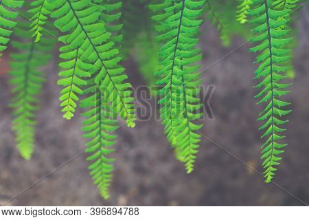 Fern Leaves Close-up. Abstract Emerald Background. Green Macro Fronds. Natural Floral Frame. Ornamen