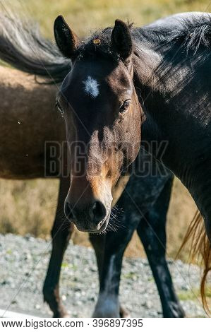 A Close-up Horse. Portrait Of A Horse.